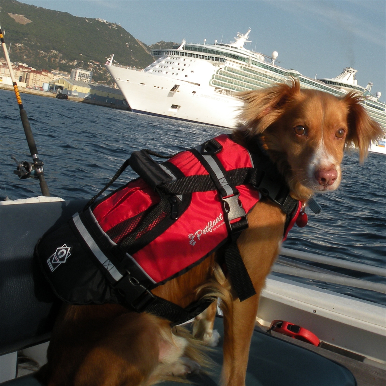 Dog Safe & Secure Life Jacket Buoyancy Aid for Water Training Play & Boat Trips 